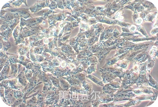 上海美迪赛尔生物科技有限公司 [官方网站]